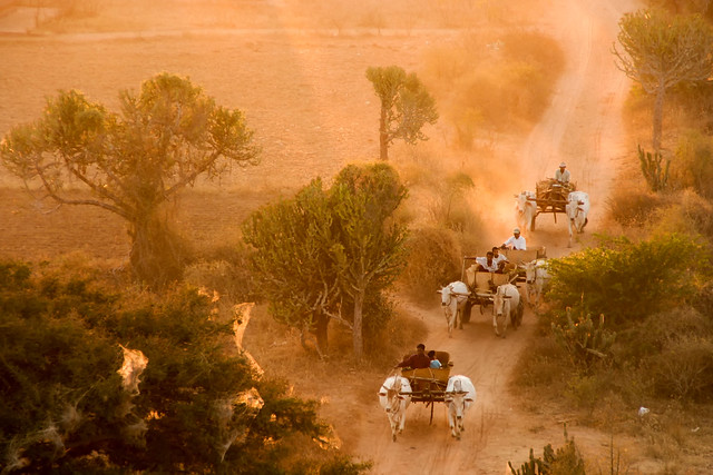 Bullocks of Bagan
