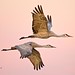 1sr Place - Members Choice - Fred Lord - Sandhill Crane Parent / Child