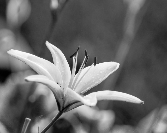 Lily, Monochrome, B&W, Drops, Flower