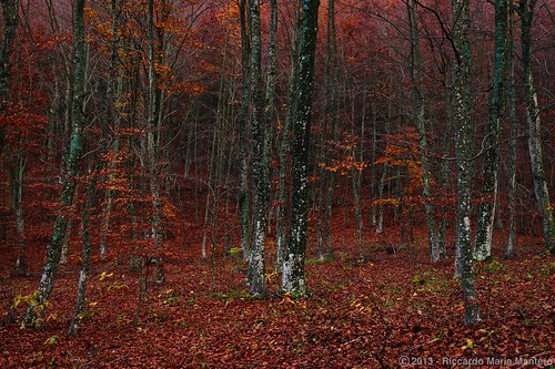 wood autumn trees red italy green fall nature leaves yellow clouds forest silver outdoors landscapes moss woods fineart foliage mount vegetation piedmont hdr beech beeches barks appennines giarolo afszoomnikkor2470mmf28ged riccardomantero riccardomariamantero ljsilver71