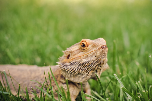 pet dragon reptile lizard bearded