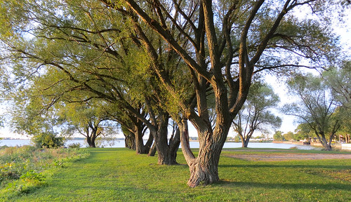 trees sunset summer lake ontario canada st canon bay kent powershot september willow 40 aged mitchells clair willows 2012