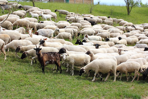 Herd of sheep in Haard - Hesselbierg - Staebierg Nature Reserve