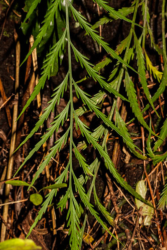 new plant fern bush zealand hybrid botany southland invercargill spleenwort asplenium seaward flaccidum