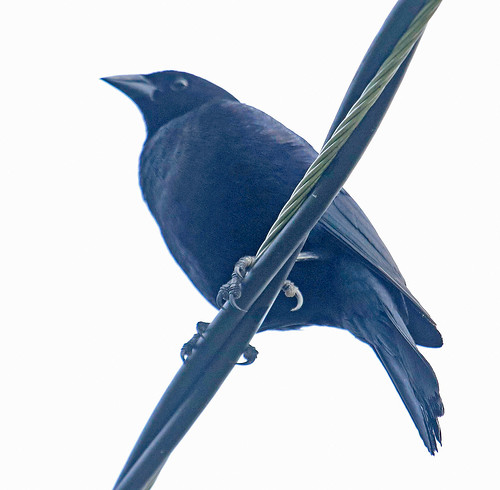170228 2017 dives diveswarszewiczi ecuador icteridae passeriformes scrubblackbird vilcabamba bird blackbird icterid