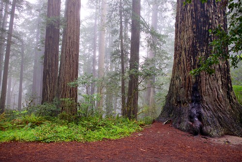 ca trees usa fog trinidad redwood redwoodnationalpark humbolt