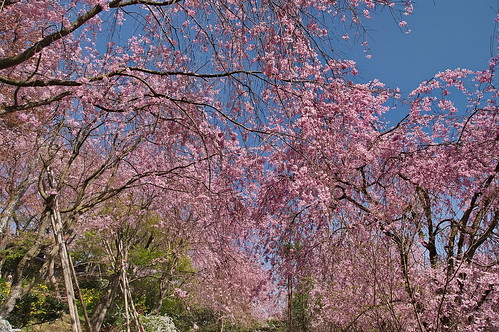 【写真】2013 桜 : 原谷苑（２）/2021-02-05/IMGP9983