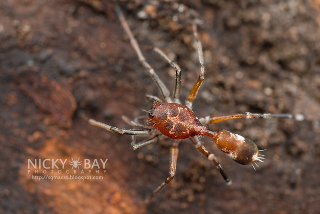Ant-Like Sac Spider (Aetius sp.) - DSC_2212