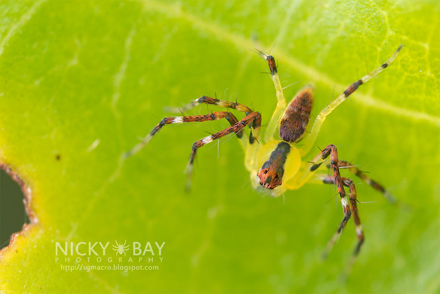 Lynx Spider (Oxyopidae) - DSC_5061