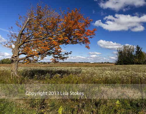 blue autumn sky orange ontario canada tree fall field rural landscape lisas asymmetrical invited day287 caledon 2746 day287365 3652013 365the2013edition copyright2013lisastokes getty2013 mapmyride:route=281247713 14oct13 getty20131022