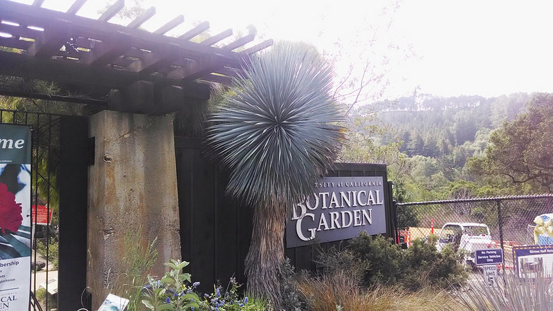 Yucca rostrata at the UC Botanical Garden