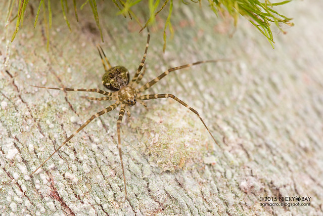 Two-tailed spider (Hersiliidae) - DSC_4222