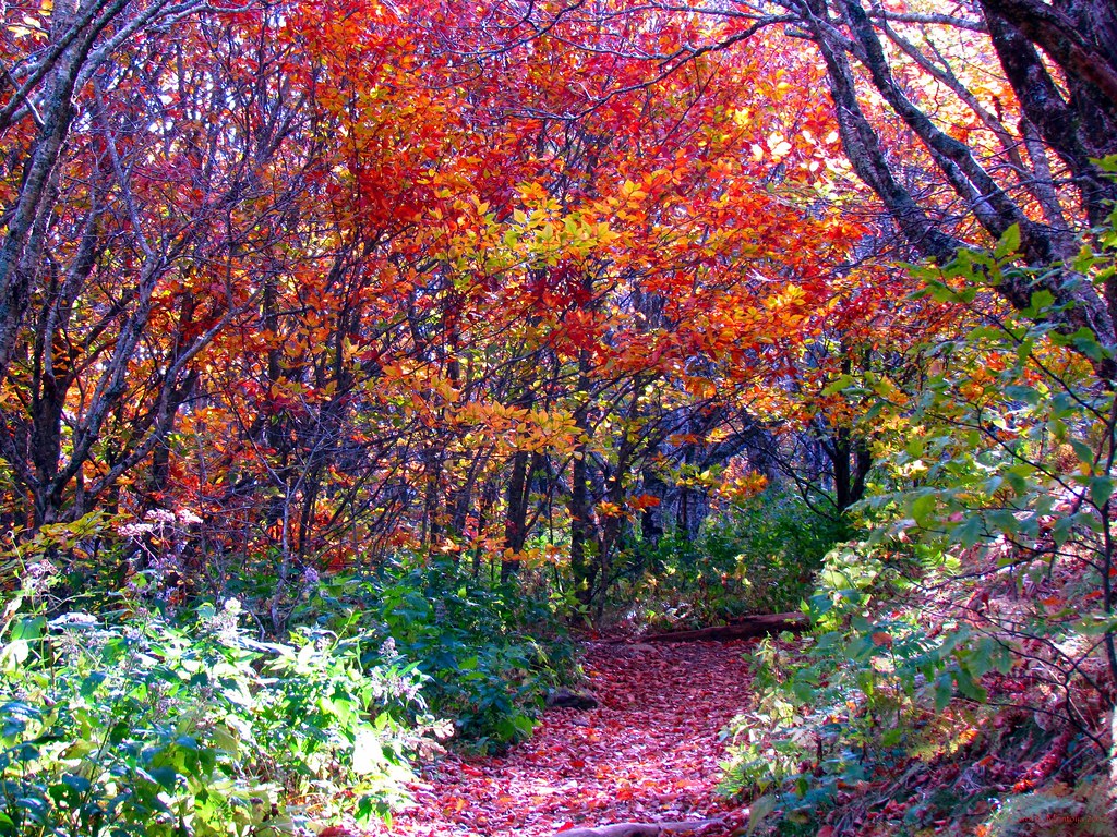 Craggy Gardens Trail Carol Montoya Flickr