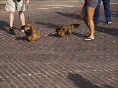 Dogs taking their owners out for a walk.