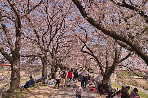 【写真】2013 桜 : 背割堤/2020-03-23/IMGP9711