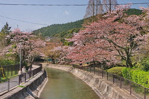 【写真】2013 桜 : 山科疎水/2020-09-19/IMGP9944