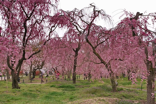 【写真】2013 桜 : 京都府立植物園/2020-12-16/IMGP9460