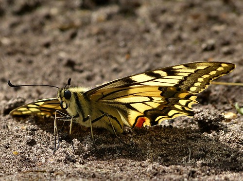 nature butterfly insect swallowtail vlinder koninginnepage 1080836 mygearandme mygearandmepremium mygearandmebronze panasonicdmcfz150
