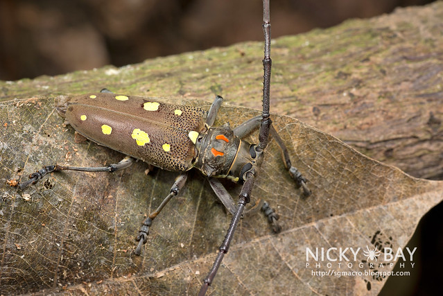 Mango Longhorn Beetle? (Bartocera rubus) - DSC_2096