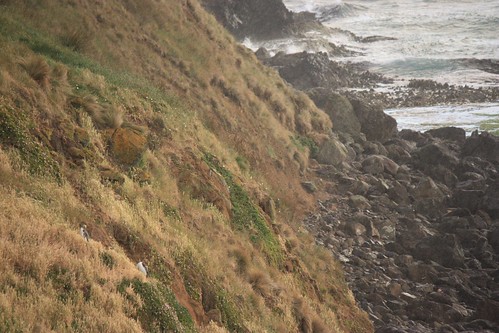 2 penguins make the steep hike back up to their nest from Sand Fly Bay