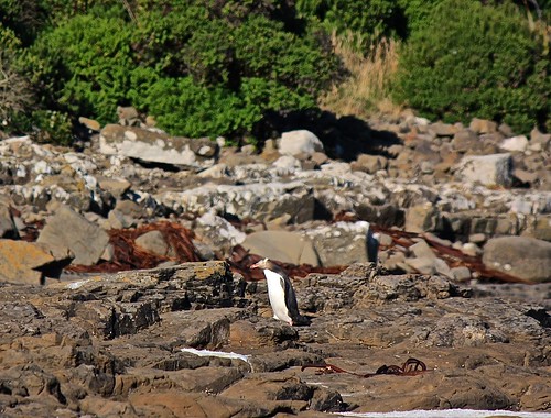 Penguin at Curio Bay