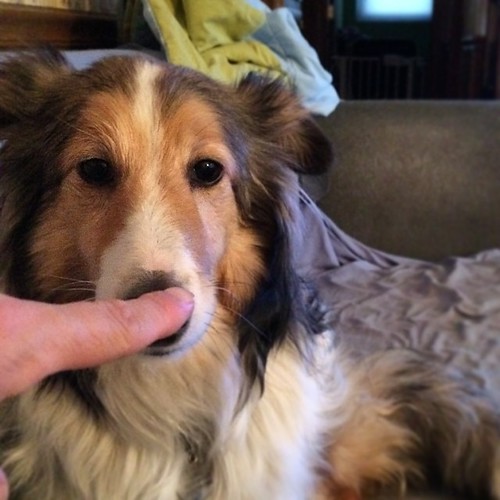 Touch! #handtargeting #Maggie #puppymilldog