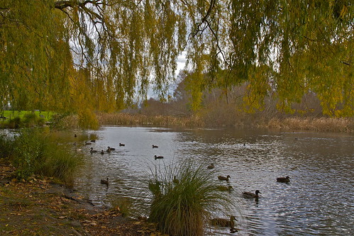 autumn trees light sky cloud reflection water landscape ponds wetland thegroynes otukaikinostream