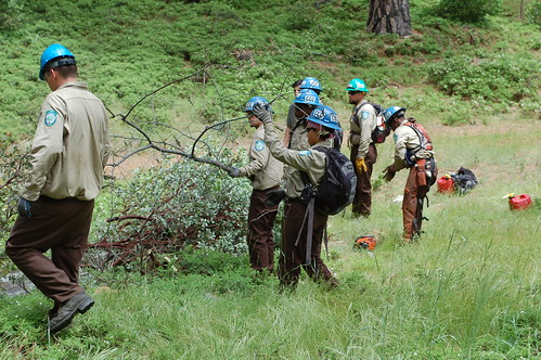 A California Conservation Corps crew hard at work on the Stanislaus National Forest
