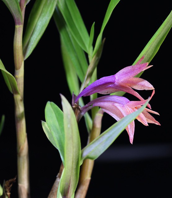 Dendrobium melinanthum x pentapterum 20006836812_450025b28a_z