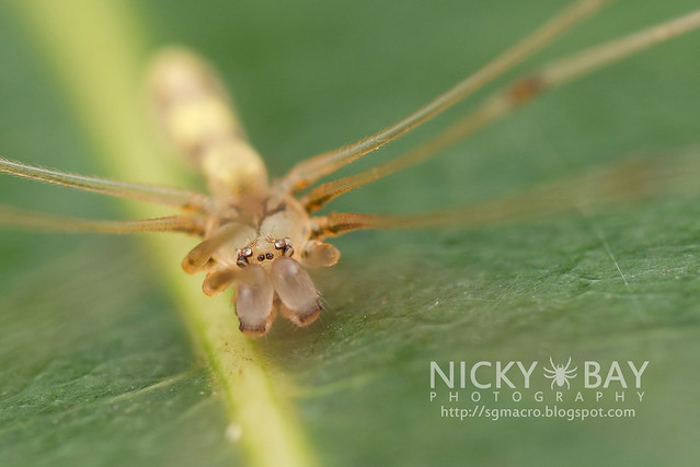 Daddy-Long-Legs Spider (Pholcidae) - DSC_7537