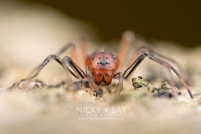 Ant-Like Sac Spider (Aetius sp.) - DSC_2244