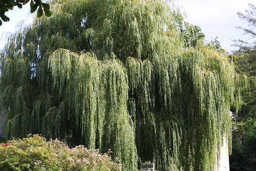 tree germany deutschland weide willow nrw weepingwillow baum nordrheinwestfalen northrhinewestphalia tatenhausen hallewestfalen