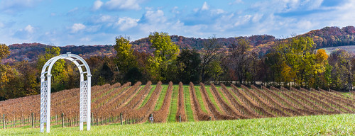 autumn season landscape winery grapevines noboleisvineyards nikond5200