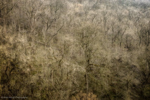 trees england andy overgrown unitedkingdom sony shapes structure form bakewell hough a77 monsaldale monsalhead sonyalpha andyhough slta77 sonyzeissdt1680