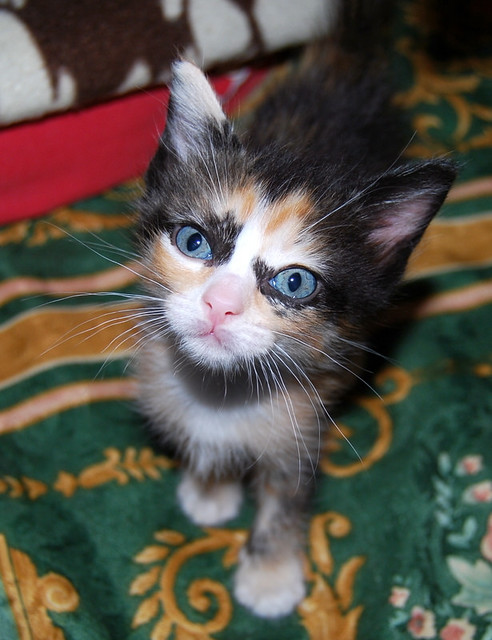 Kitty, exótica gatita tricolor de pelo semilargo, nacida en Abril´14, en adopción. Valencia. ADOPTADA. 14264295455_8a46f7c96c_z