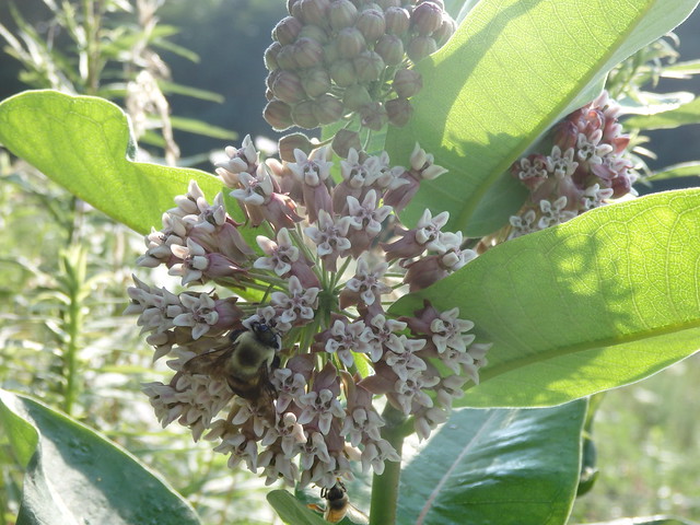 honey bee honeybee Apis bumblebee Bombus common milkweed Asclepias syriaca Linville Gorge