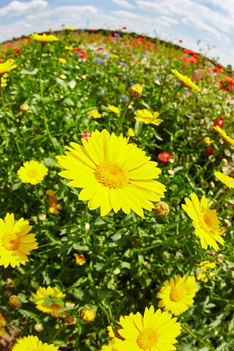 nottingham flowers summer england english yellow countryside wildflowers nottinghamshire naturescape
