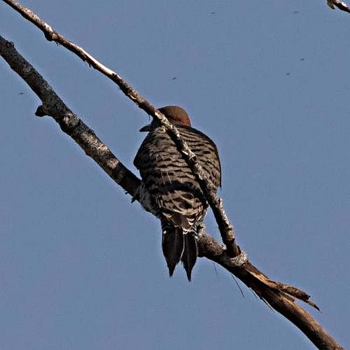 bird montana hybrid northernflicker colaptesauratus