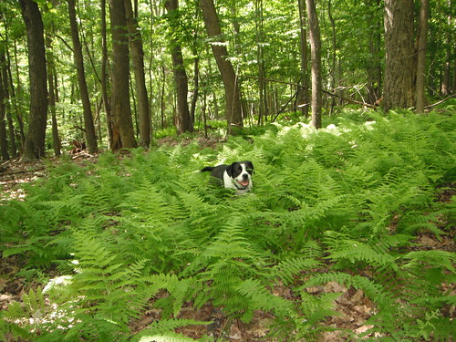 dog beagle puppy bostonterrier woods hiking ferns boggle man’sbestfriend bostonterrierdog hikingwithdogs beagledog bogglen boggledog bogglendog