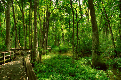 trees green nature canon rouge la woods louisiana center walkway swamp cypress baton hdr bluebonnetswamp 60d