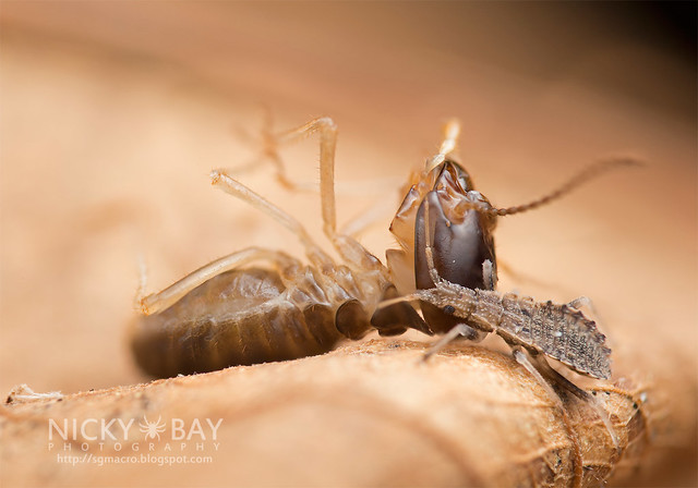Bug caught a huge termite - DSC_1905