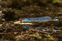 Small Red-eyed Damselfly - male