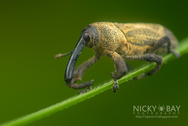 Weevil (Curculionidae) - DSC_3188