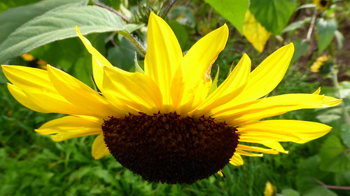 flower nature flora herbst panasonic sunflower sonnenblume eagle1effi naturemasterclass zs30 reisezoom travelzoom tz40 dmctz41 travellerzoom travelerzoom tz41 panasoniclumixdmctz41