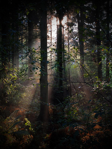 light mist fuji fujifilm rays warwickshire atherstone parkhillwood fujix10