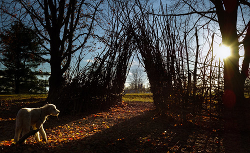 autumn sunset dog sun fall nature leaves arch sunburst archway rutgersgardens