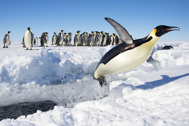 Emperor Penguin jumping!