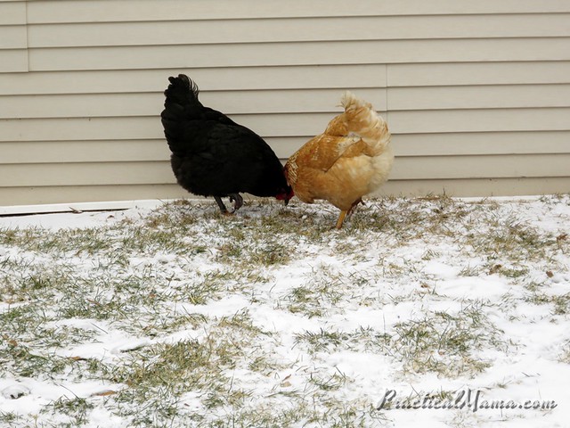Chickens in Winter