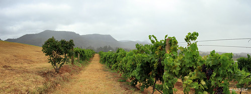 panorama canon landscape photography vineyard wine country australia andrew panoramic audrey vineyards valley nsw 7d hunter aus inland 1022mm wilkinson pokolbin kellaway