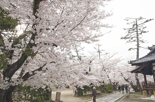 【写真】2014 桜 : 立本寺/2020-03-01/IMGP5753